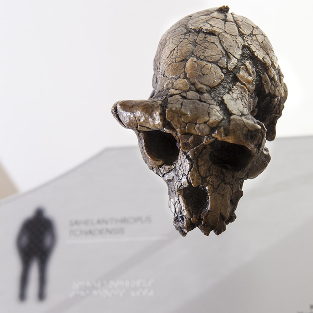 Le développement du crâne humain expliqué dans quatre stations tactiles