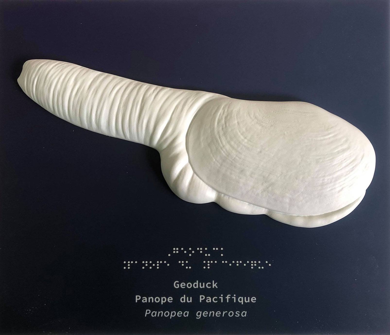 The strange geoduck, with a rather suggestive shape - © Tactile Studio