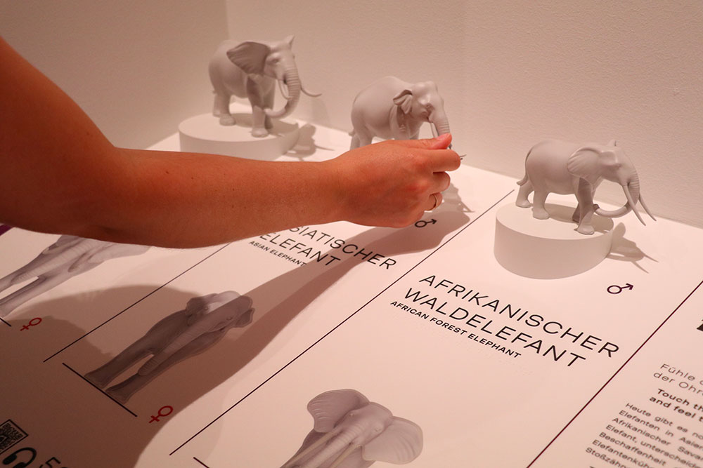 Les visiteurs ont également la possibilité de découvrir les différences physiques des 3 principales espèces d’éléphants dans le monde - © Tactile Studio