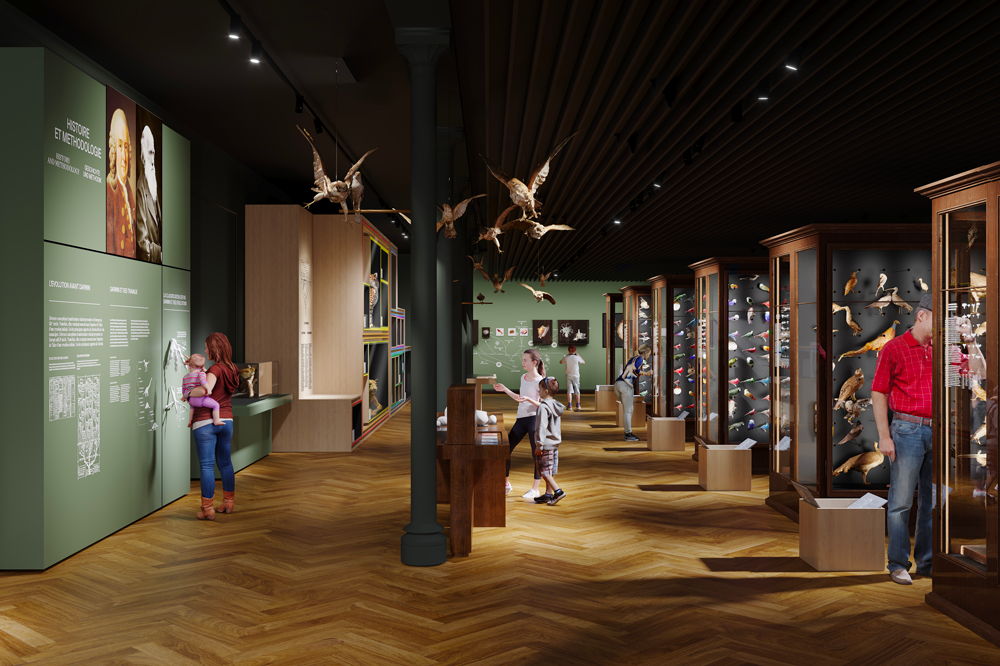 3D rendering of the future "Gallery of birds" of the Strasbourg Zoological Museum - © dUCKS scéno