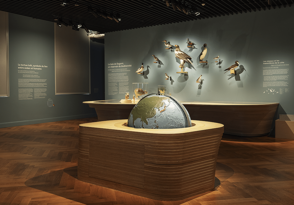 Aperçu du parcours de médiation du musée zoologique de Strasbourg : début de l'espace "Sagami, une fenêtre ouverte sur l'océan". Crédits Louis Matton