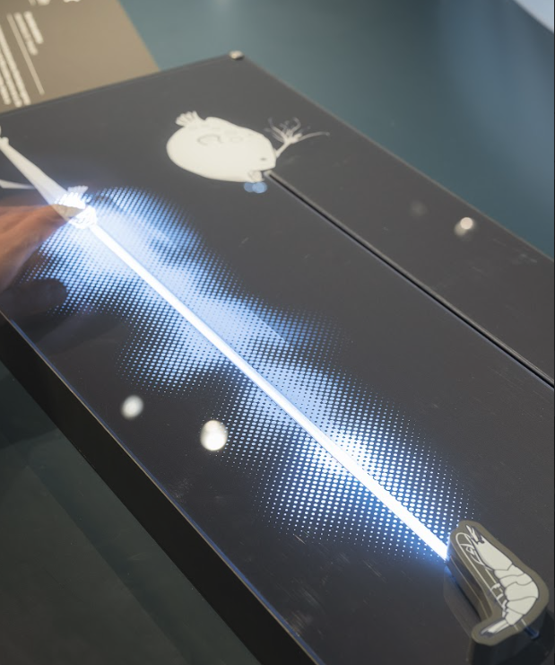 Biolumineszenz-Modell 
erklärt die Nutzung der Biolumineszenz durch Tiere. Hier: eine Garnele (Verteidigungsmittel) und ein Laternenfisch (Anlockmittel).